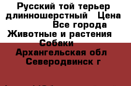 Русский той-терьер длинношерстный › Цена ­ 7 000 - Все города Животные и растения » Собаки   . Архангельская обл.,Северодвинск г.